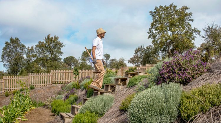 Kitchen Garden Camiral